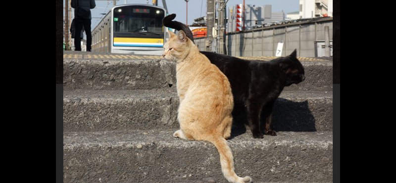 都会レトロ路線を巡ろう🚃　かわいい猫🐈ちゃんがいる鶴見線ローカル線旅📷