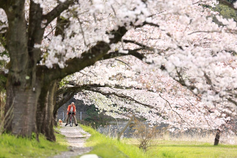 【秋川渓谷ウォーキング】お花見散歩🌸春の花巡りに出かけませんか🌸