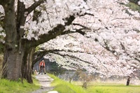 【東京都 秋川渓谷ウォーキング】お花見散歩🌸春の花巡りに出かけませんか🌸
足湯♨️や給食ランチも♪