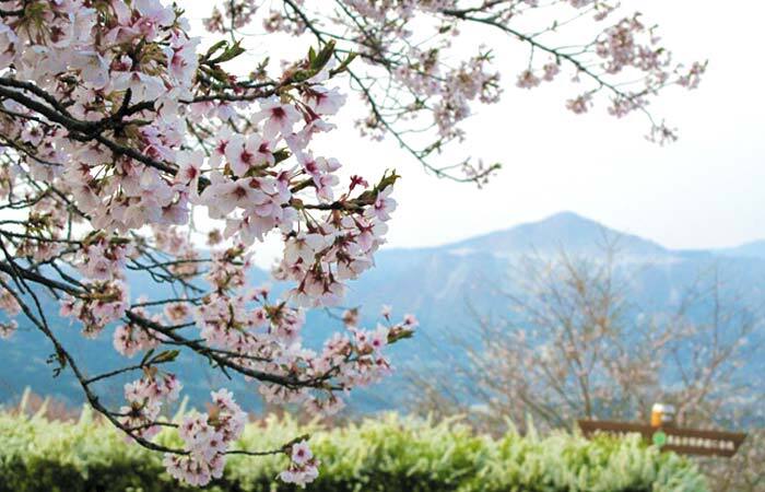 【8000本の桜に包まれる🌸】埼玉・美の山公園で桜トレッキング🌸登山初級者歓迎🔰春の絶景の中でピクニックも✨