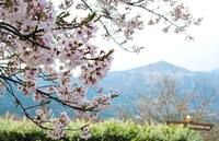 【8000本の桜に包まれる🌸】埼玉・美の山公園で桜トレッキング🌸登山初級者歓迎🔰春の絶景の中でピクニックも✨