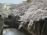 【20代主催】ニューティ花見企画🌸知る人ぞ知る穴場の花見スポットに行こう！