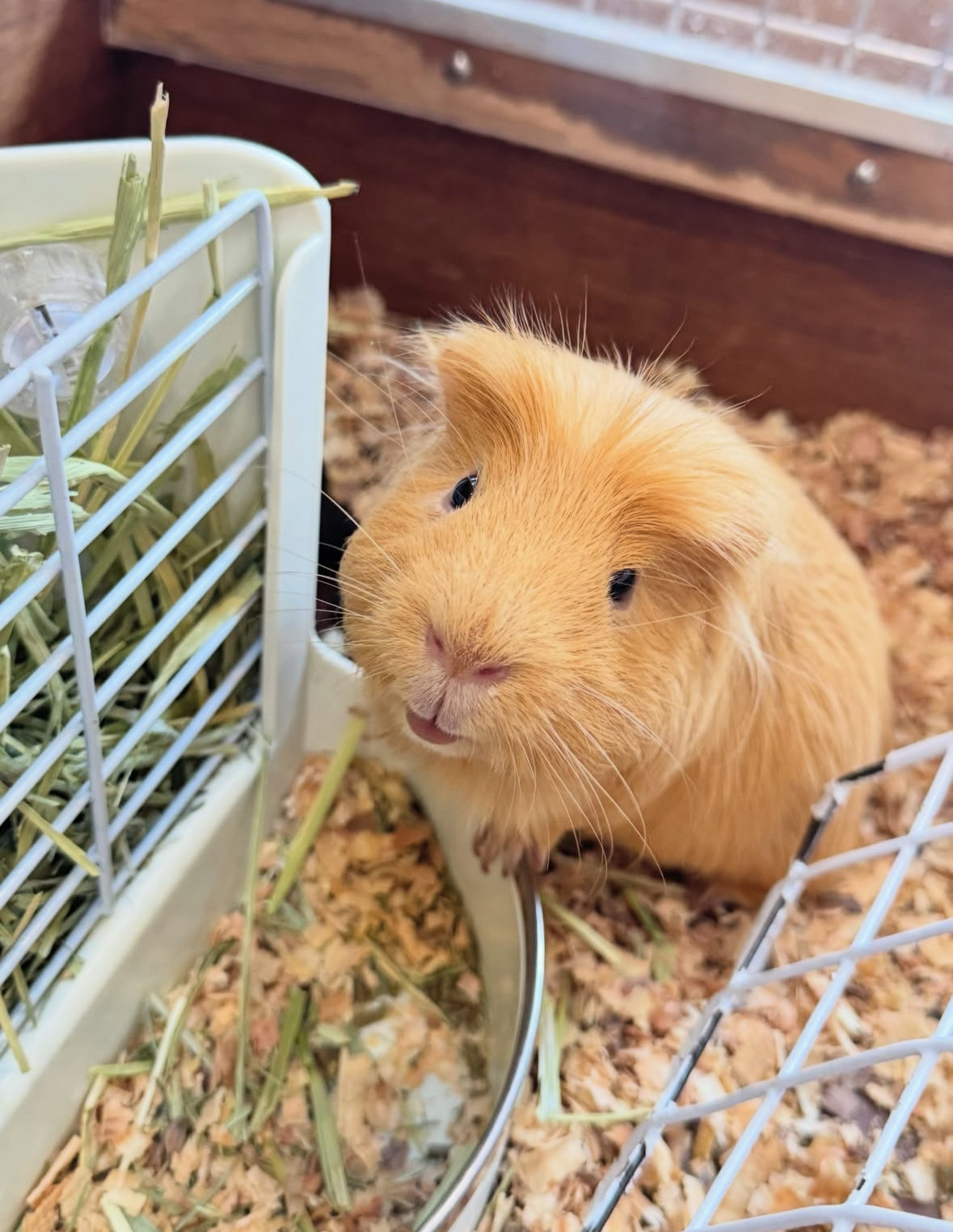 🐰動物カフェ🦉～Lp遊び場～