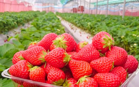 ゆるっと楽しむいちご狩りイベント🍓