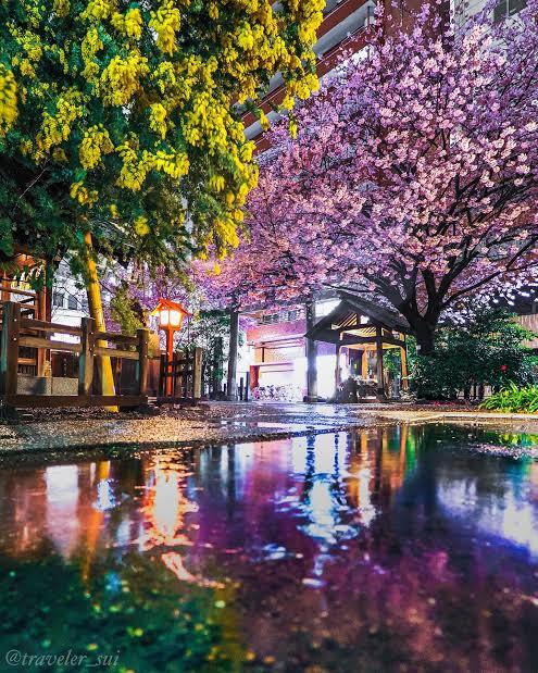 20代〜30代限定！蔵前神社で満開ミモザ＆河津桜が楽しめる80分限定お散歩イベント【春色ウォーク開催】