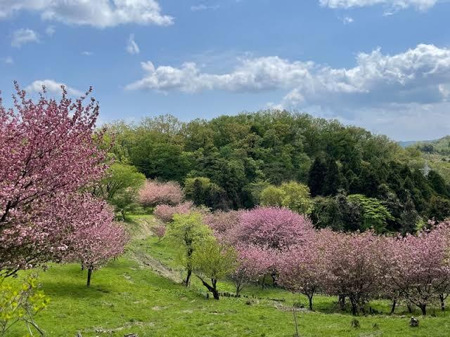 【八重桜】神奈川県頭高山で心ほどける春の絶景体験🌸八重桜トレッキング会🌸