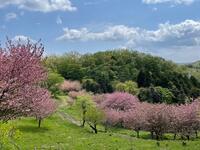 【八重桜】神奈川県頭高山で心ほどける春の絶景体験🌸八重桜トレッキング会🌸