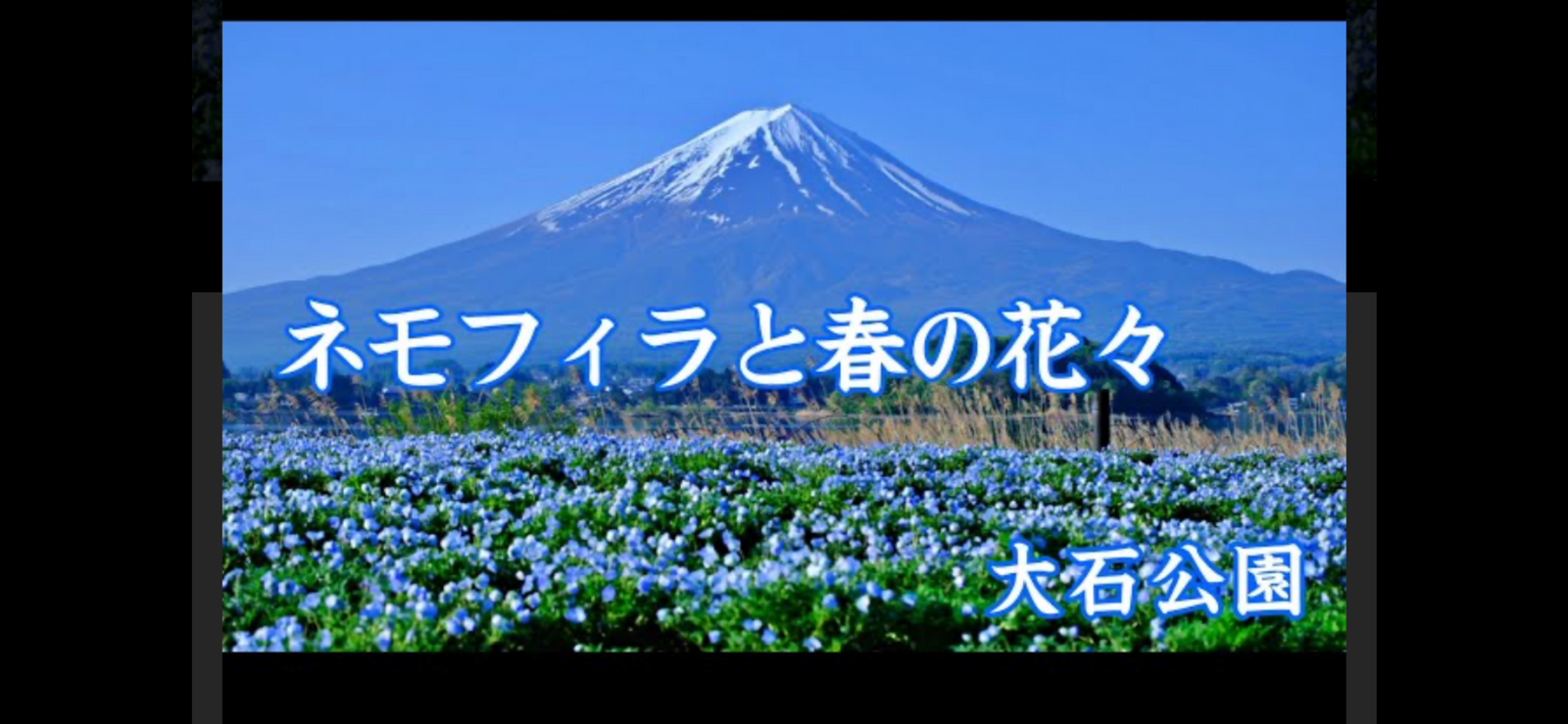 【河口湖で絶景ネモフィラ鑑賞＆名物ほうとうランチ旅🌸春GWの自然満喫