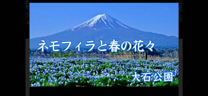 【河口湖で絶景ネモフィラ鑑賞＆名物ほうとうランチ旅🌸春GWの自然満喫