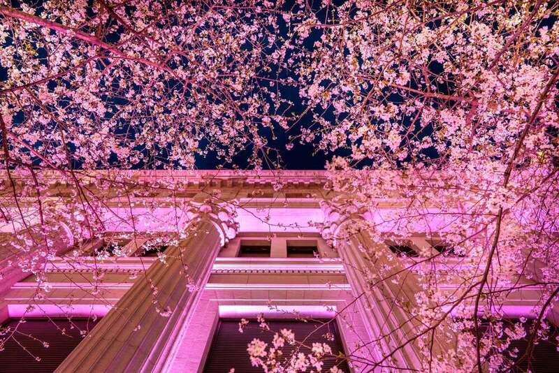 🌙夜のサクラ フェス ニホンバシ2026散策会🌸
