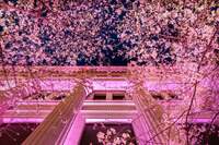 🌙夜のサクラ フェス ニホンバシ2026散策会🌸
