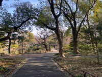 🚶🏻【日比谷公園】朝さんぽ と カフェトーク