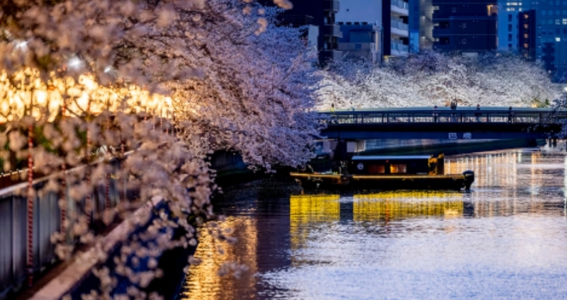 【女性主催】深川さくらまつりの夜桜を見に行こう！