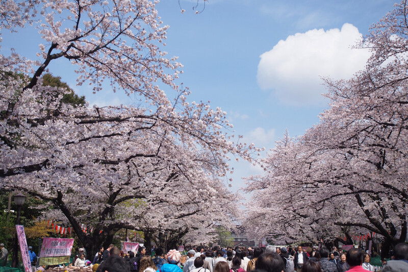 【女子会】上野公園の桜まつりに行こう🌸