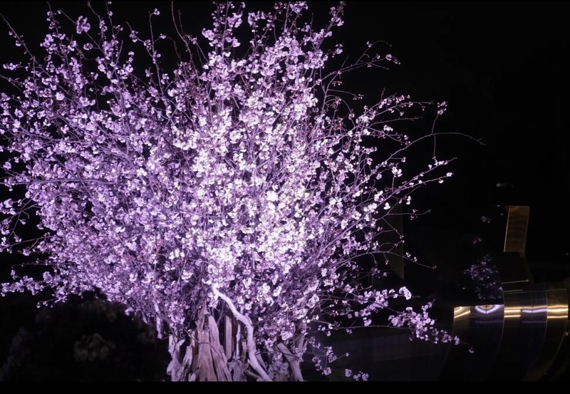 【30代40代限定】花と光のムーブメント×木場公園へ行こう🌸✨