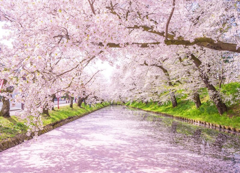 一旦締め　弘前の桜巡り＆青森旅行 五能線 十和田湖