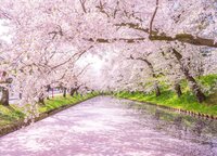 弘前の桜巡り＆青森旅行 五能線 十和田湖@調整中