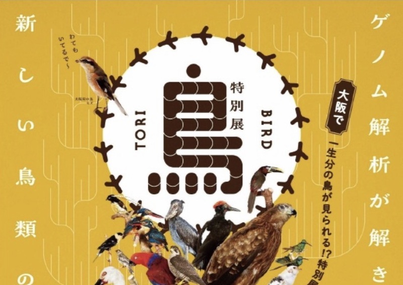 4/4（土）特別展「鳥」🦅@大阪市立自然史博物館