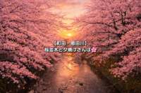 【町田・恩田川】桜並木と夕焼けさんぽ🌸