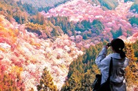 絶景❗ピンクワールドの桃源郷❣️、🌸吉野の桜🌸下り行程の楽々散策と撮影を楽しもう