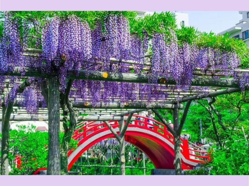東京一の藤の名所⛩️亀戸天神社🪻藤まつりに行こう🪻花見【20・30代】Japanese Wisteria