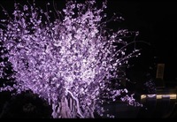 【30代40代限定】早咲きの桜と光の演出を見に行こう🌸✨