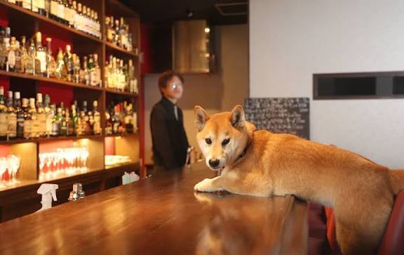🐶【少人数開催】 可愛い柴犬がいるBAR！？手作りスイーツやカクテルを楽しもう🍸