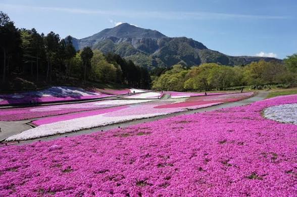 秩父芝桜＆琴平丘陵ハイキング🌸自然満喫！春うららの絶景スポットと芝桜祭り🌸