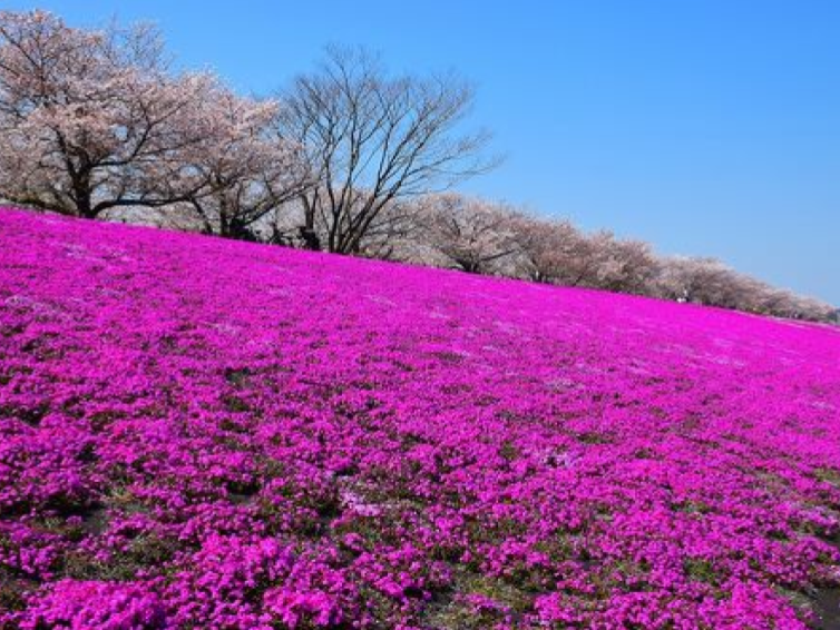 春の地上絵に感動！新荒川大橋緑地で23区最大級の芝桜絨毯を歩こう