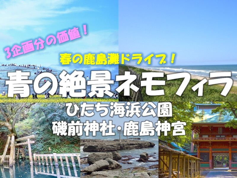 春の鹿島ドライブ！青の絶景ネモフィラ　ひたち海浜公園・磯前神社・鹿島神宮・香取神宮