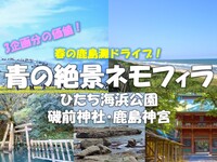 春の鹿島ドライブ！青の絶景ネモフィラ　ひたち海浜公園・磯前神社・鹿島神宮・香取神宮