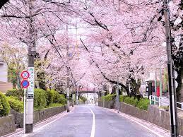 【30代×少人数】3/28(土)で多摩川をお散歩