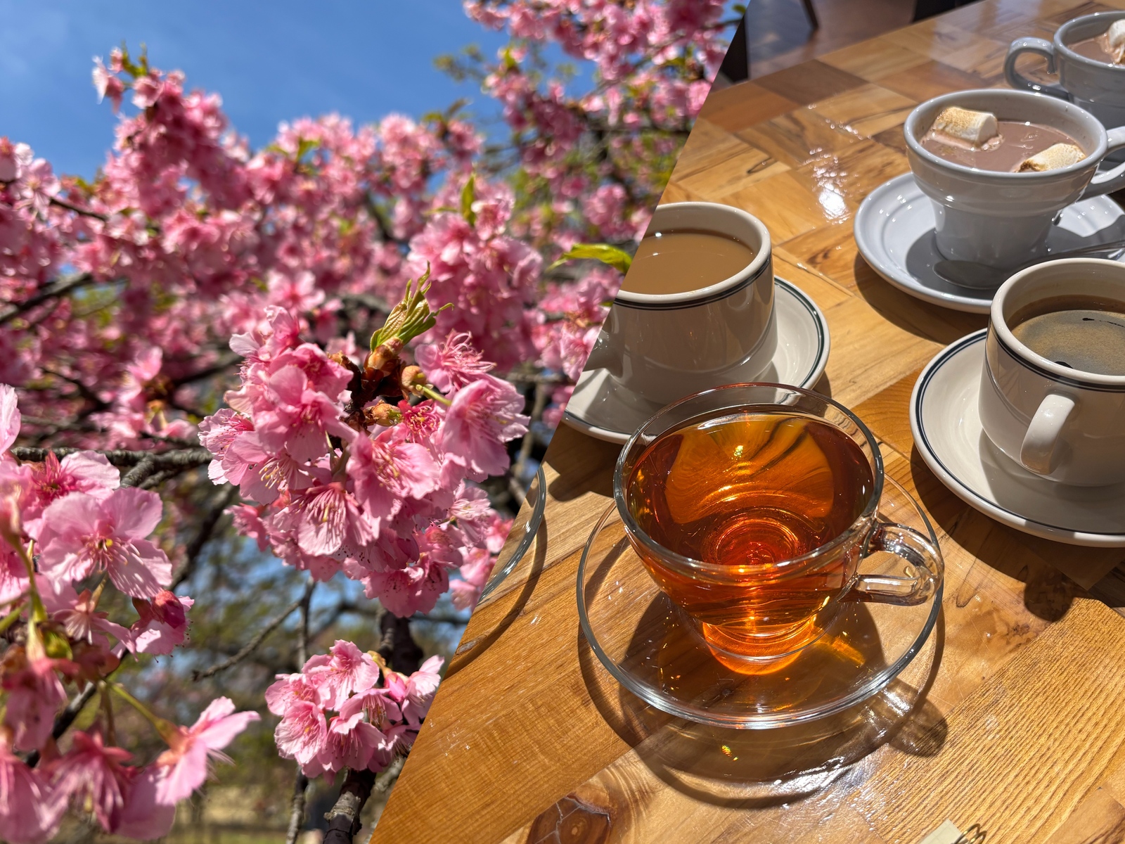 【女性主催】旅好き✈️☀️朝さんぽ × カフェ会☕️@代々木公園🌸