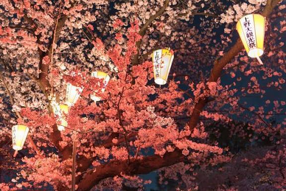 20代・30代限定！【浅草駅集合】90分で5000歩お散歩チャレンジ&上野公園夜桜鑑賞、春の特別ナイトウォーク✨