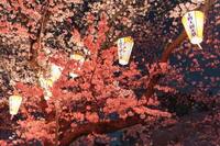 20代・30代限定！【浅草駅集合】90分で5000歩お散歩チャレンジ&上野公園夜桜鑑賞、春の特別ナイトウォーク✨