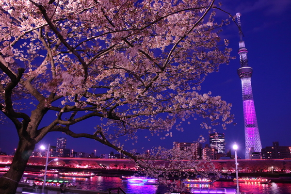 20代・30代限定！19:20集合・70分限定　隅田川早咲き桜＆浅草寺ナイトお散歩🎶