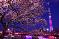 20代・30代限定！19:20集合・70分限定　隅田川早咲き桜＆浅草寺ナイトお散歩🎶