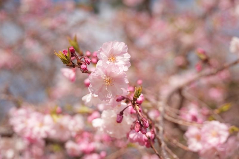 【20代】桜撮影🌸とお散歩🚶(小松川千本桜)