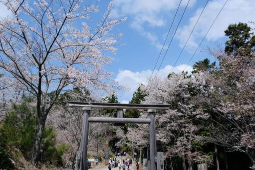 　吉野山桜　奥上千本金峯神社と吉野山世界遺産を訪ねる

