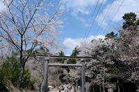 　吉野山桜　奥上千本金峯神社と吉野山世界遺産を訪ねる

