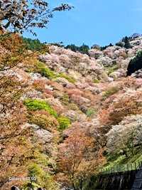 ピンクワールドの桃源郷　吉野山桜上千本を行く