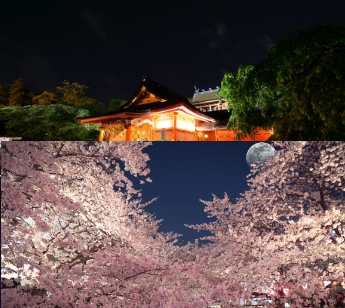 東京駅スタート　お花見シーズン　神社パワースポット江戸桜の名所散歩散策会