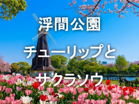 水辺を彩る春の競演!!チューリップとサクラソウと浮間公園散歩を楽しもう！