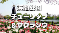 水辺を彩る春の競演!!チューリップとサクラソウと浮間公園散歩を楽しもう！