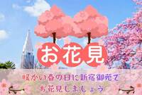 【4/12(日)お花見💮】春の日に新宿御苑でお花見します🌸☀️｜初参加＆1人参加大歓迎😄【95年生まれ以降限定】