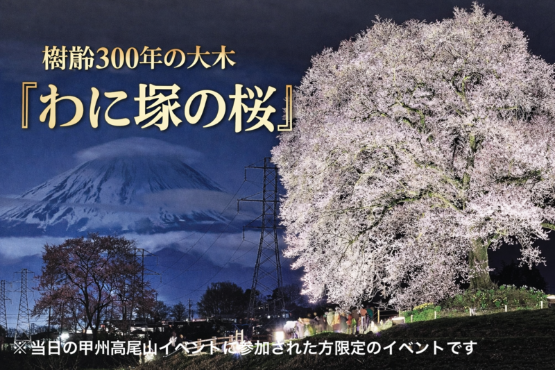3/28 🌸わに塚の桜🌸 樹齢300年の大木！ライトアップされたわに塚の桜を見に行こう！