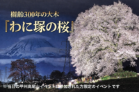 3/28 🌸わに塚の桜🌸 樹齢300年の大木！ライトアップされたわに塚の桜を見に行こう！