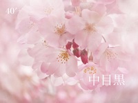 40'Plus さくらの季節に、ちょっと昼飲み