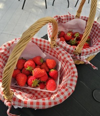 【30代・40代限定】ゆったり90分✨大人のいちご狩り🍓