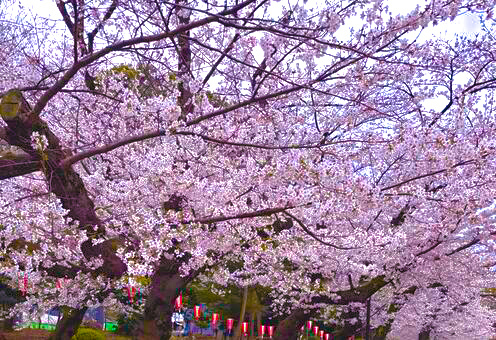 【2000年以降生まれ】上野でお花見ピクニック🌸